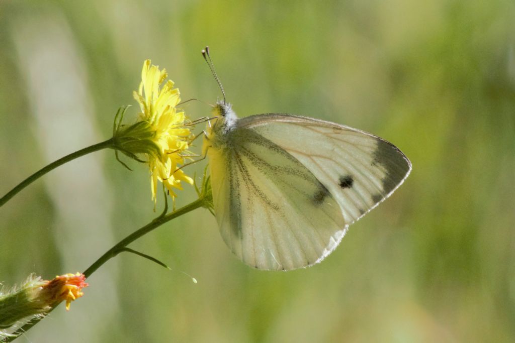 Pieris mannii????? No, Pieris napi